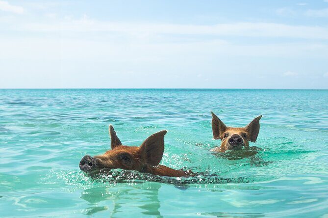 Swimming Pigs and Private Beach Club Escape - The Main Event: Swimming with the Pigs