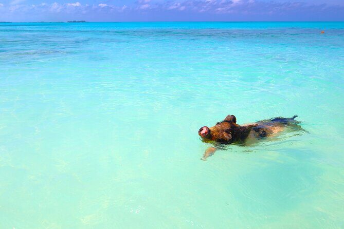 Swimming Pigs and Private Beach Club Escape - Lunch and Leisure