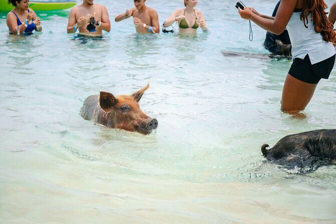 Swimming Pigs Of Rose Island & Beach Day - Group Tour - What You Can Expect from This Tour