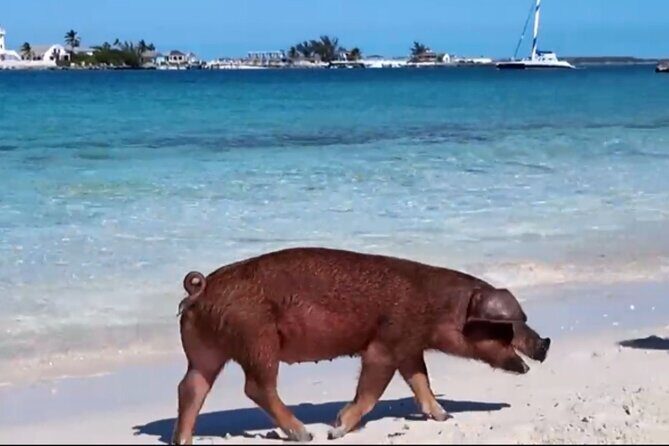 Swimming Pigs, Snorkeling and Beach Tour in Nassau Bahamas - An In-Depth Look at the Nassau Water Adventure
