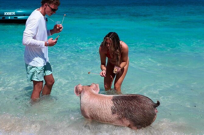 Swimming Pigs, Snorkeling and Beach Tour in Nassau Bahamas - Authentic Experiences & Traveler Insights