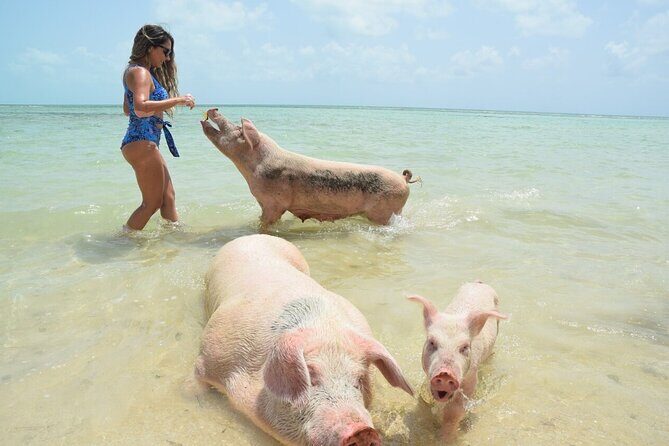Swimming Pigs & Tour with Transportation to Rose Island - What’s Included and How It’s Structured