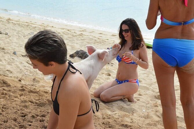 Swimming Pigs & Tour with Transportation to Rose Island - The Experience at Rose Island: What to Expect