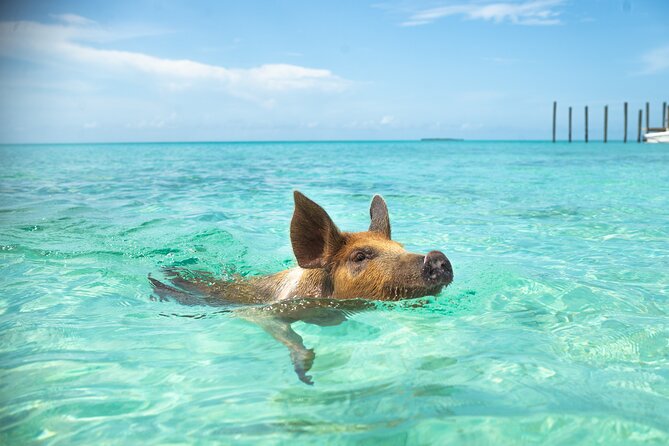 Swimming Pigs With Pickup: Pig Cant Fly, but They Do Swim! - Overview of Swimming Pigs