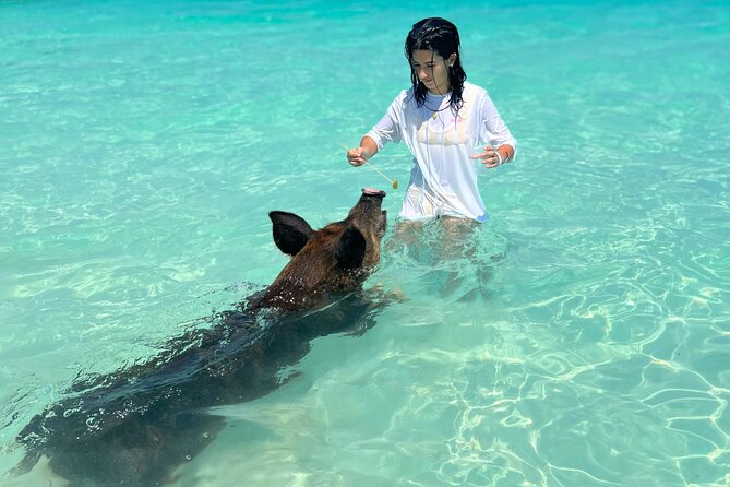 Swimming Pigs With Pickup: Pig Cant Fly, but They Do Swim! - Transportation Options and Meeting Point