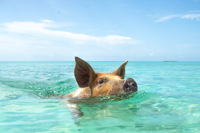 Swimming Pigs With Pickup: Pig Cant Fly, but They Do Swim! - Confirmation and Accessibility Details