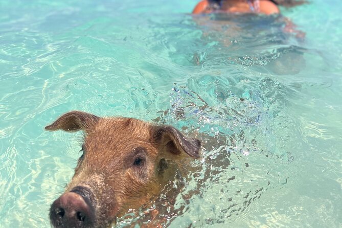 Swimming Pigs With Pickup: Pig Cant Fly, but They Do Swim! - Medical Conditions and Group Size