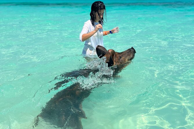 Swimming Pigs With Pickup: Pig Cant Fly, but They Do Swim! - Pickup Service and Punctuality