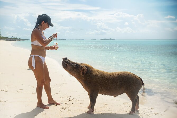 Swimming Pigs With Pickup: Pig Cant Fly, but They Do Swim! - Additional Information and Highlights