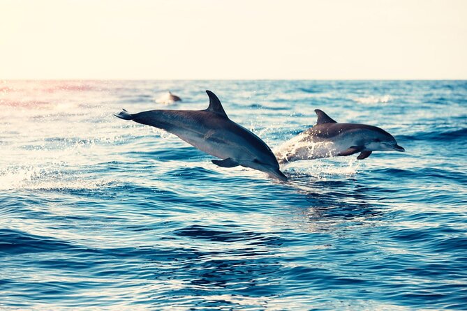 Swimming With Dolphin in Red Sea Adventure With Lunch - Hurgada - Guest Feedback and Experiences