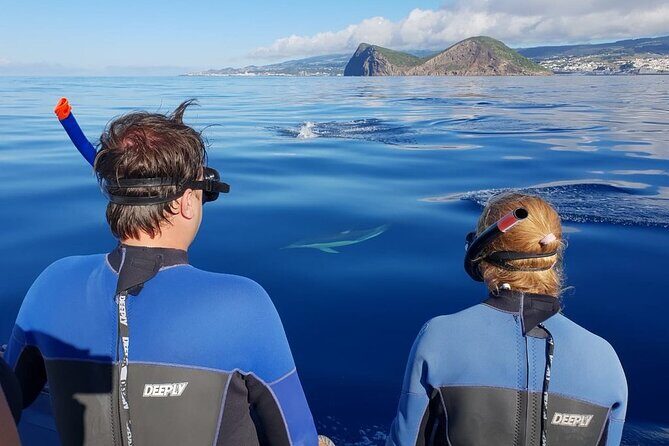 Swimming with Dolphins in Terceira Island - An Overview of the Experience