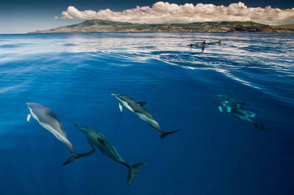 Swimming With Dolphins in Terceira Island - Highlights of the Activity