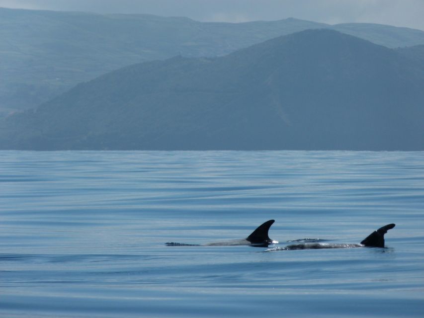 Swimming With Dolphins in Terceira Island - Prohibited Swimming With Whales