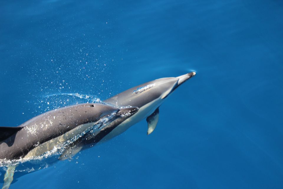 Swimming With Dolphins in Terceira Island - Sighting Guarantee and Rebooking