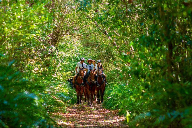Swimming with Horses at the Beach from Punta Cana Free transportation - Who Should Consider This Tour?