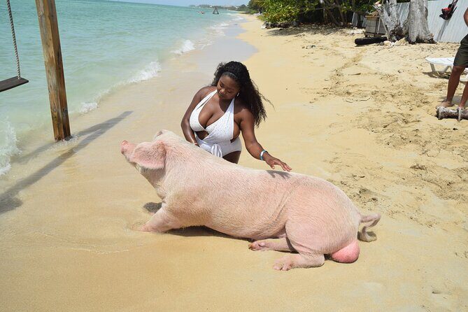 Swimming with Pigs in Nassau, Transportation Included - An Authentic Bahamas Experience with a Playful Twist  