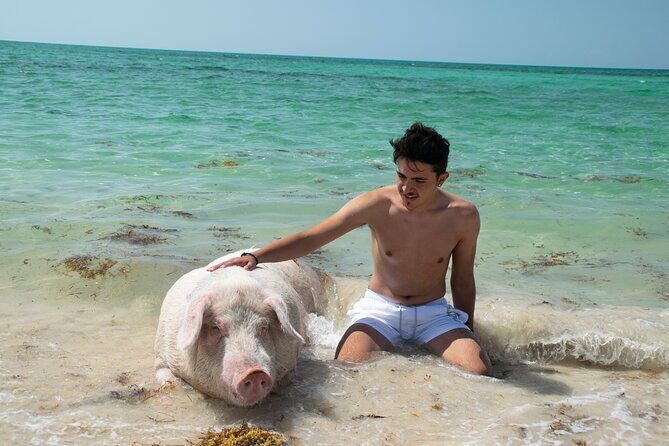 Swimming with Pigs in Nassau, Transportation Included - Value and Pricing  