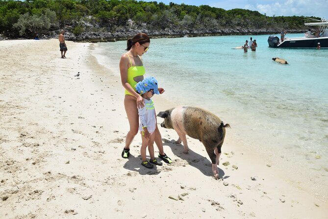 Swimming with Pigs in Nassau, Transportation Included - Who Will Love This Tour?  