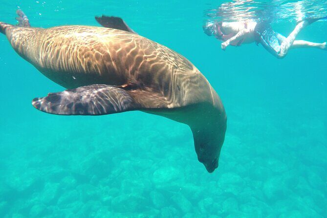 Swimming with sea lions in Isla Espiritu Santo, La Paz, Mexico - Key Points