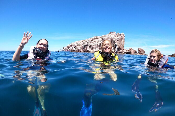 Swimming with sea lions in Isla Espiritu Santo, La Paz, Mexico - An Overview of the Experience