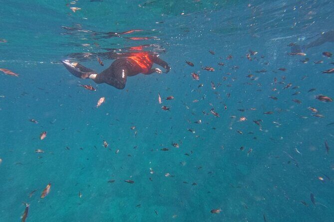 Swimming with sea lions in Isla Espiritu Santo, La Paz, Mexico - Final Thoughts