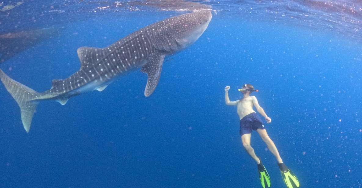 Swimming With Whale Sharks in Sumbawa - Key Points