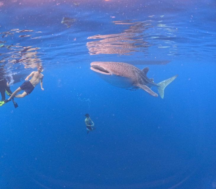 Swimming With Whale Sharks in Sumbawa - Activity Details