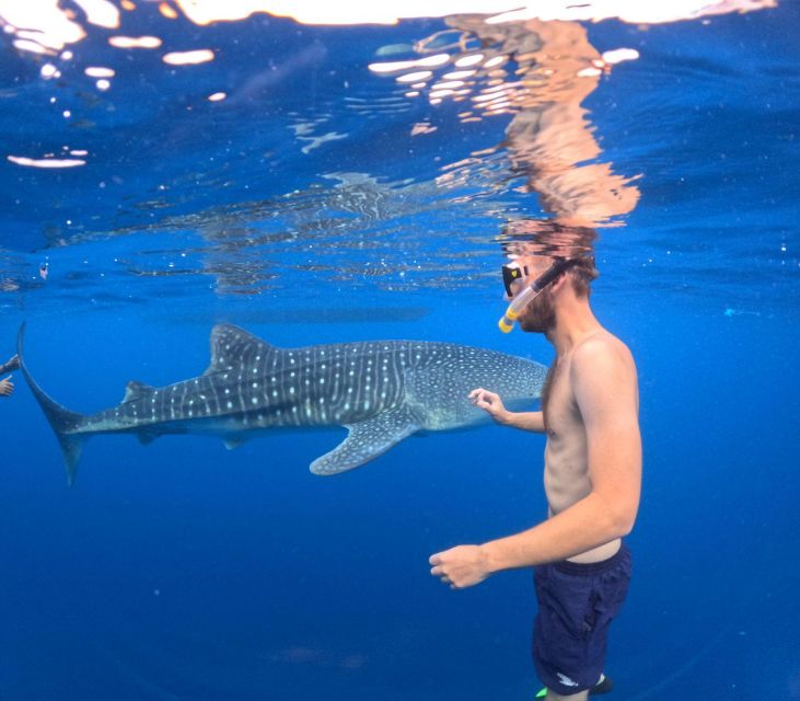 Swimming With Whale Sharks in Sumbawa - Included in the Tour