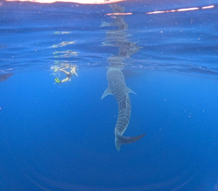 Swimming With Whale Sharks in Sumbawa - Tour Schedule
