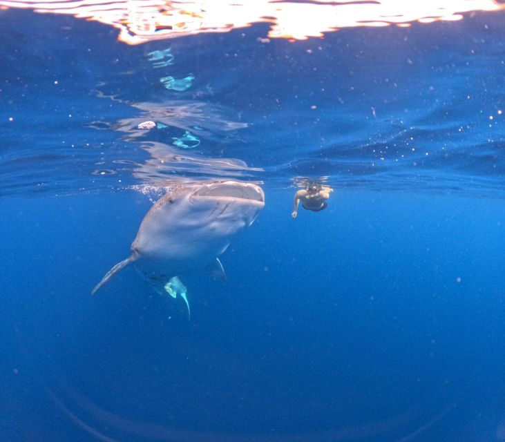 Swimming With Whale Sharks in Sumbawa - Meeting Point