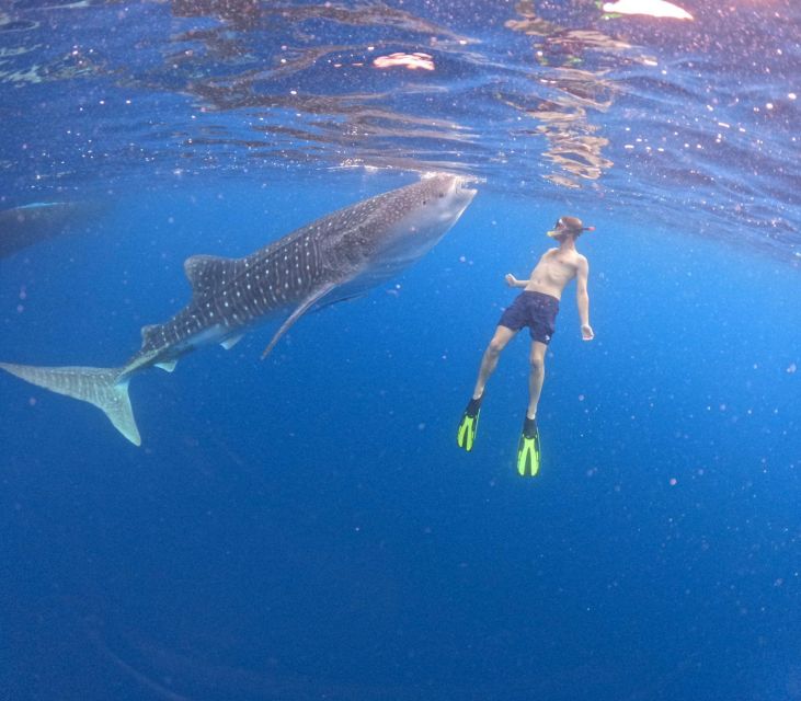 Swimming With Whale Sharks in Sumbawa - Cancellation Policy