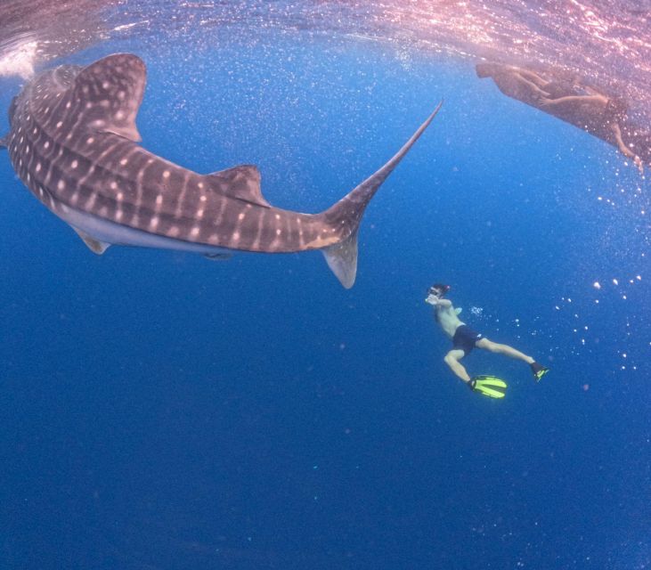Swimming With Whale Sharks in Sumbawa - What to Bring