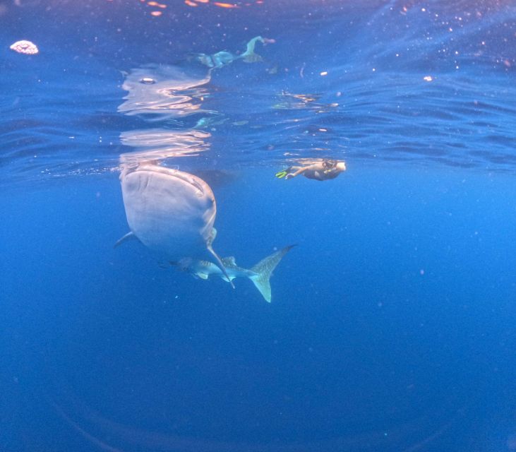 Swimming With Whale Sharks in Sumbawa - Getting There
