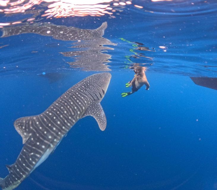 Swimming With Whale Sharks in Sumbawa - Frequently Asked Questions