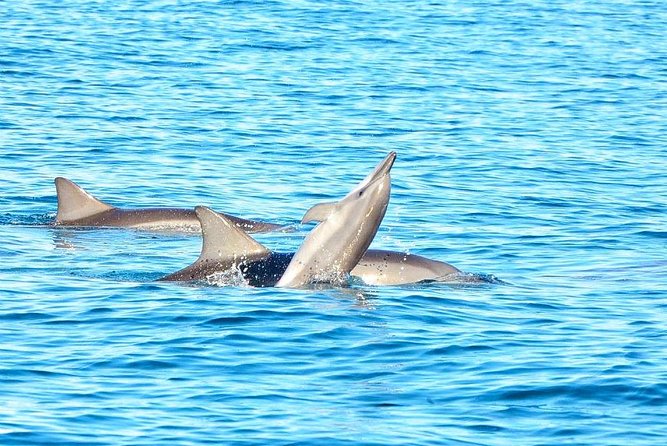 Swimming With Wild Dolphins & Whale Watching With Transportation - Safety and Participant Guidelines
