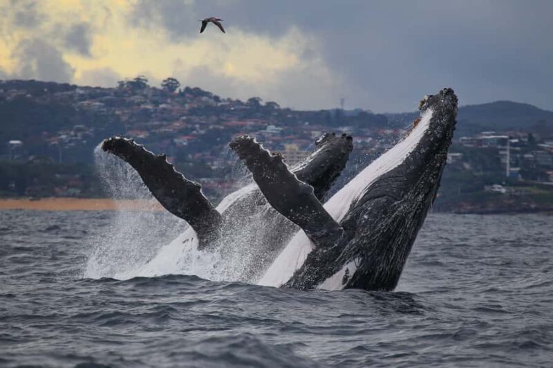 Sydney: 2.5-Hour Discovery Whale Watching Tour by Catamaran - The Vessel and the Ride: What You Can Expect