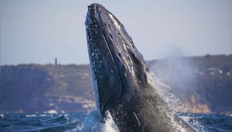 Sydney: 2.5-Hour Discovery Whale Watching Tour by Catamaran - Wildlife Beyond Whales: Dolphins & Other Marine Life