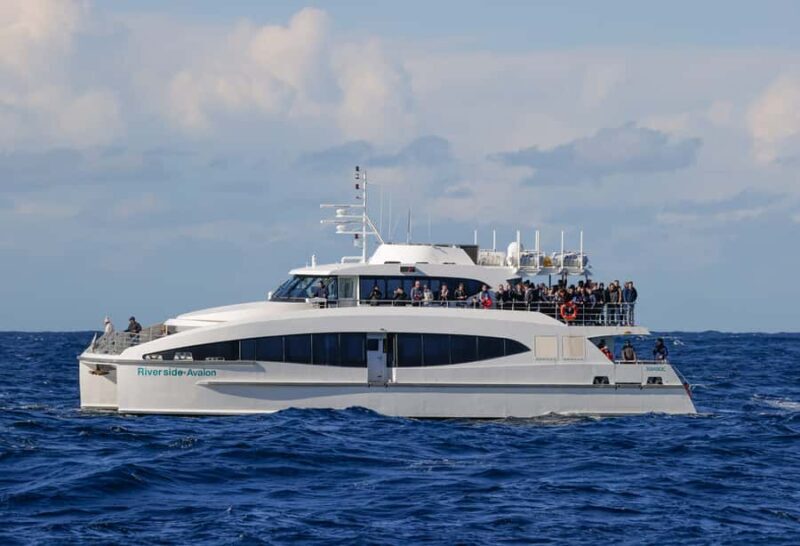 Sydney: 2.5-Hour Discovery Whale Watching Tour by Catamaran - Frequently Asked Questions