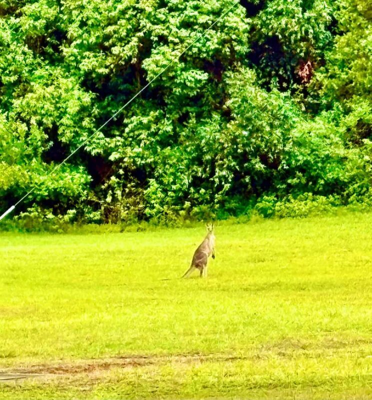 Sydney Blue Mountains Day Trip with Scenic World Entry - Food and Rest Breaks: A Thoughtful Touch