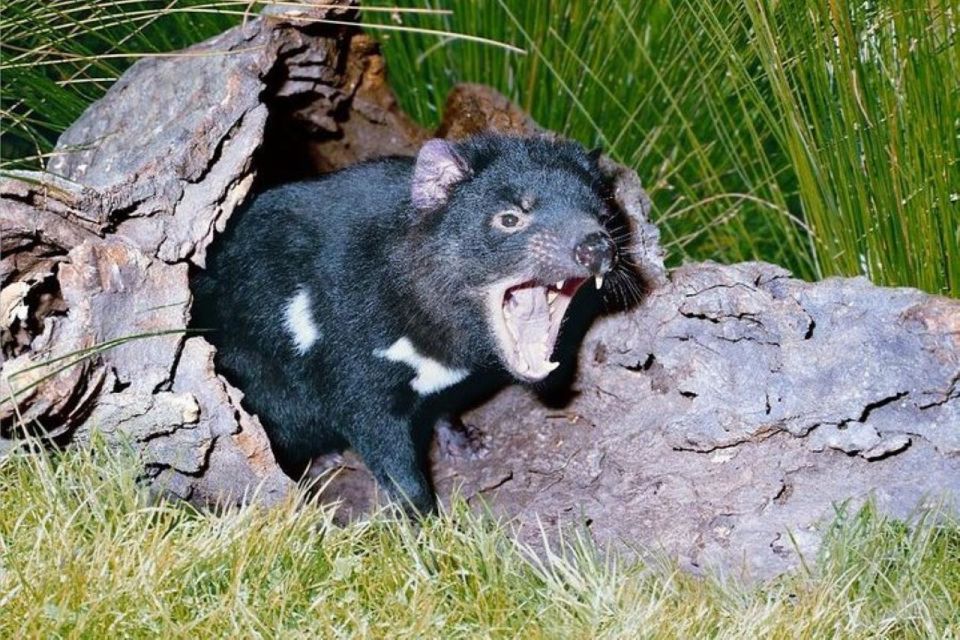 Sydney: Blue Mountains & Featherdale Wildlife Park Day Trip - Customer Reviews