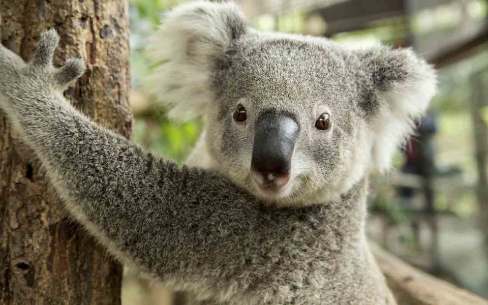 Sydney: Blue Mountains & Featherdale Wildlife Park Day Trip - Recap