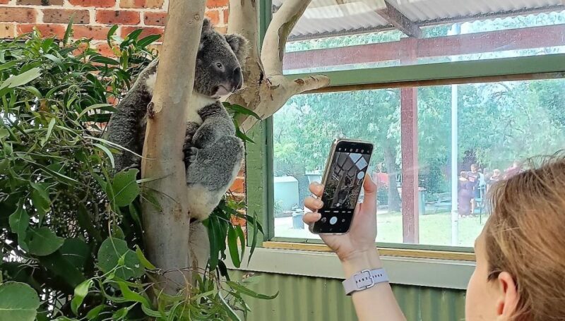 Sydney: Blue Mountains Late Start Tour with Walks & Wildlife - The Experience and Guide