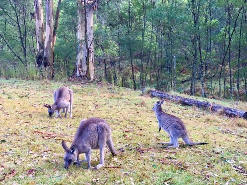 Sydney: Blue Mountains Private Wildlife Adventure Tour - A Closer Look at the Experience