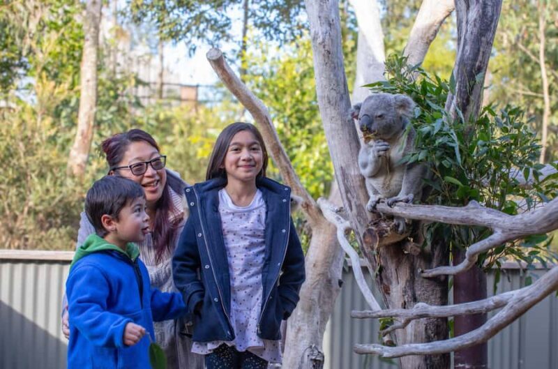 Sydney: Blue Mountains, Scenic World, Zoo & Lincoln's Rock - What Travelers Say