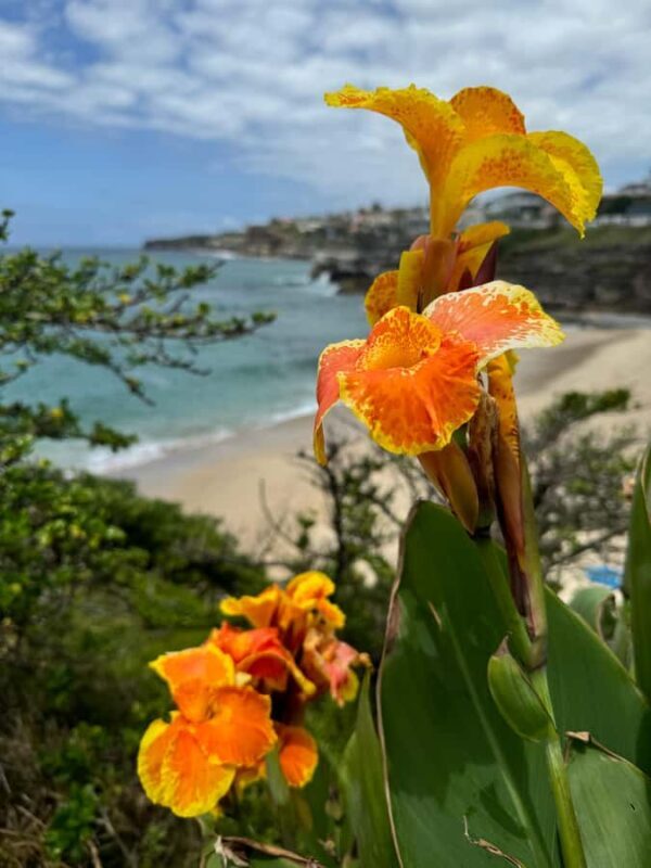 Sydney: Bondi Sunrise Yoga and Coastal Walking Tour - What Reviewers Say