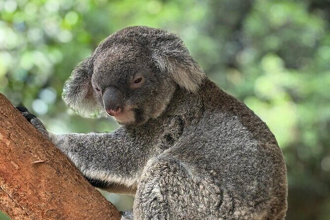 Sydney Botanic Garden Kids Quest: Nature Puzzle Adventure - User Experience and Feedback