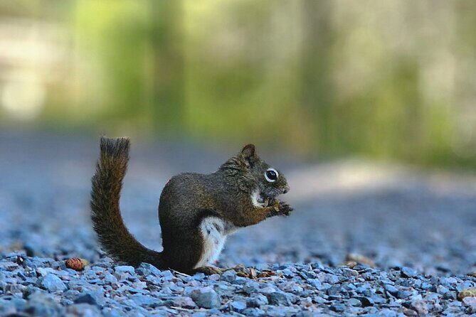 Sydney City Roots and Wildlife Trails of Cape Breton Island - Key Points