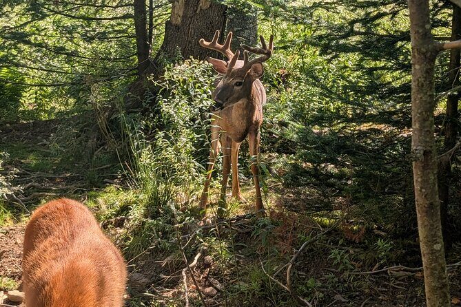 Sydney City Roots and Wildlife Trails of Cape Breton Island - A Closer Look at the Experience