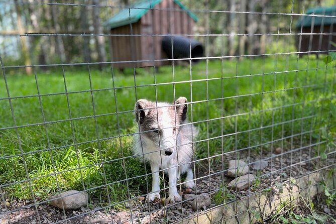 Sydney City Roots and Wildlife Trails of Cape Breton Island - Authentic Experiences and Traveler Appeal