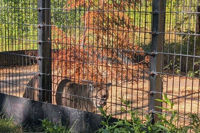 Sydney City Roots and Wildlife Trails of Cape Breton Island - Who Should Consider This Tour?